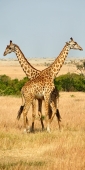 MaasaiGiraffes_MalesNECKING_2355 1_v